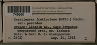 Ceratiomyxa fruticulosa var. fruticulosa image